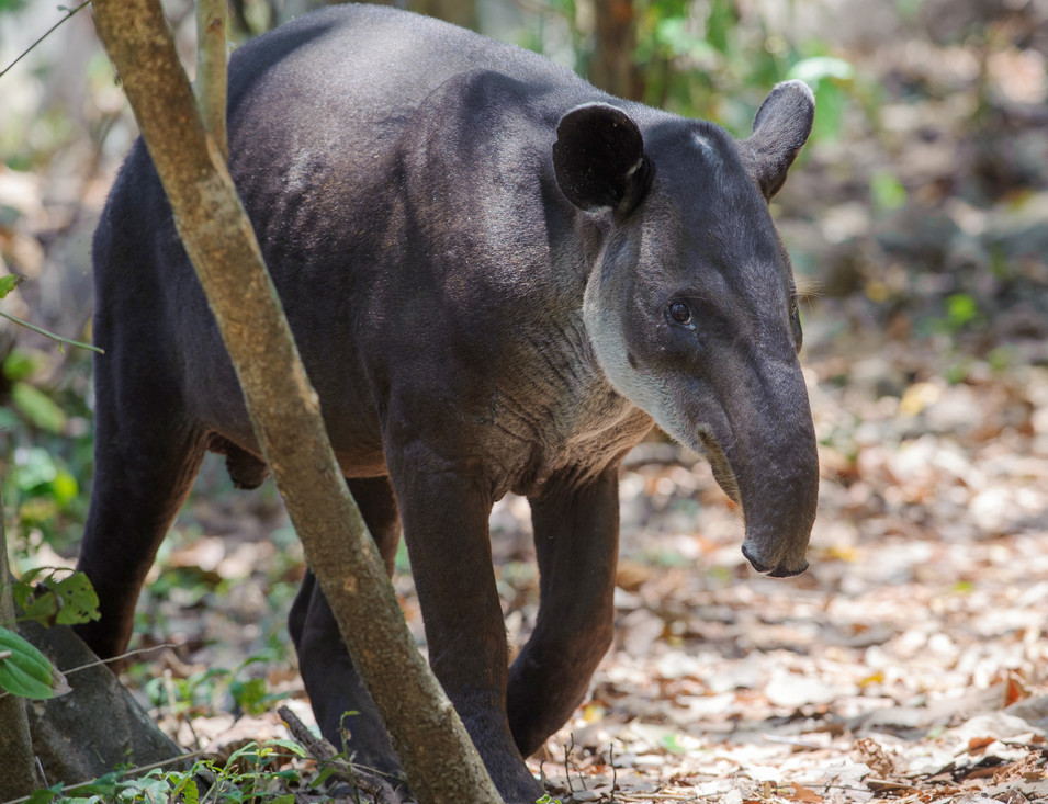 Een Midden-Amerikaanse tapir.