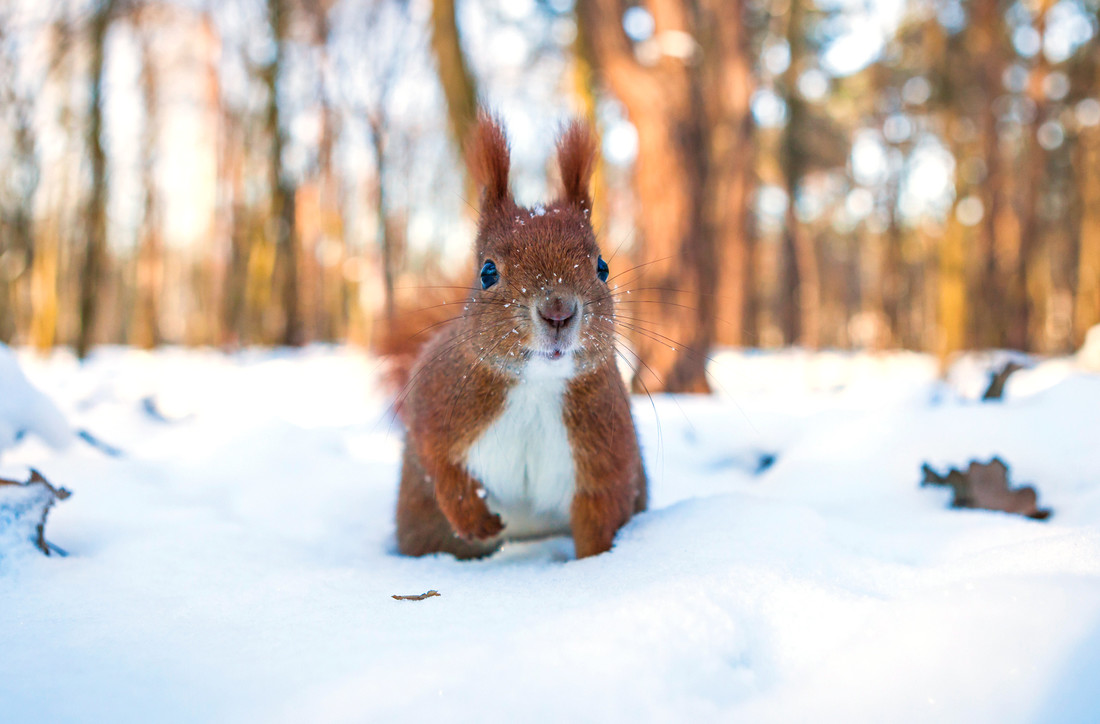 De rode eekhoorn is op zoek naar één van zijn vele verstopplekken. Het is wel lastig te vinden nu alles wit is!