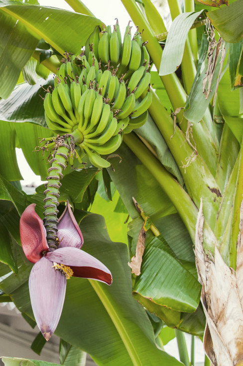 Een bananenplant met vruchten