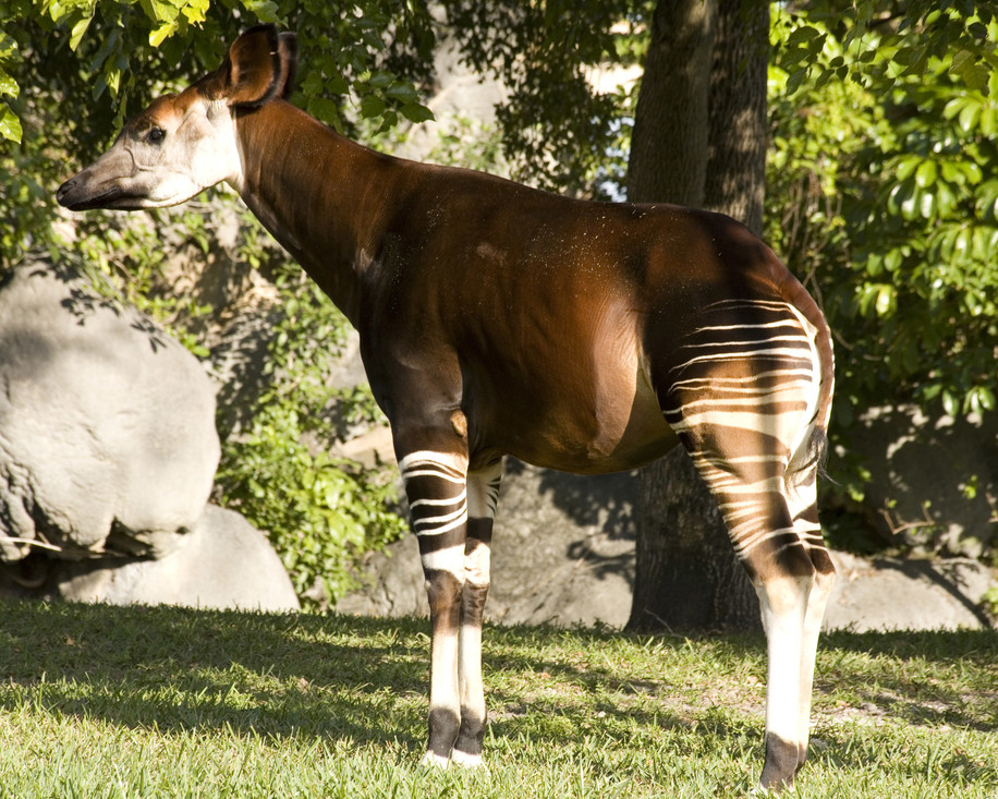 De nek van de okapi is stevig en wat langer dan bij de meeste grote planteneters.