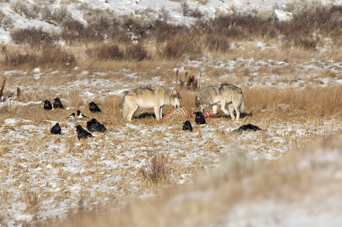 Deze raven in Yellowstone wachten geduldig tot de wolven zijn uitgegeten.