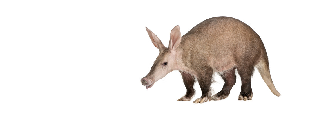 Het aardvarken