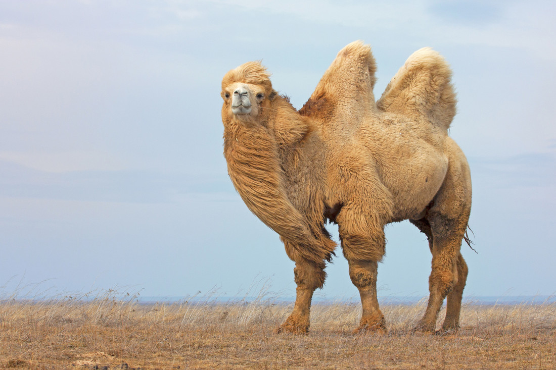 Een kameel