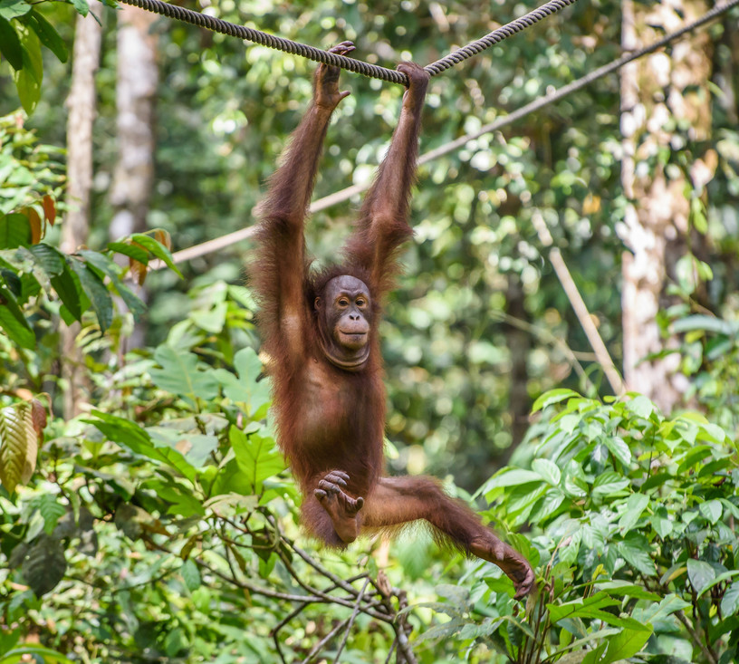 Met hun lange vingers en korte duimen kunnen orang oetans goed hangen en slingeren