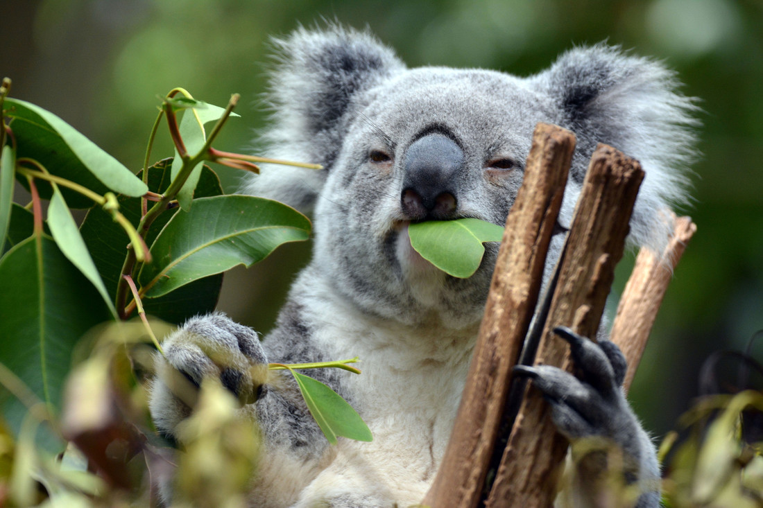 Een koala