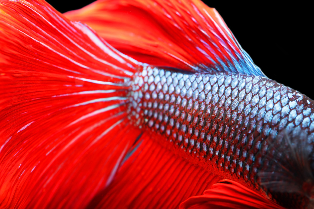 De mooie kleuren van een vis komen niet altijd van de schubben. Soms is het de huid die je door de schubben heen ziet