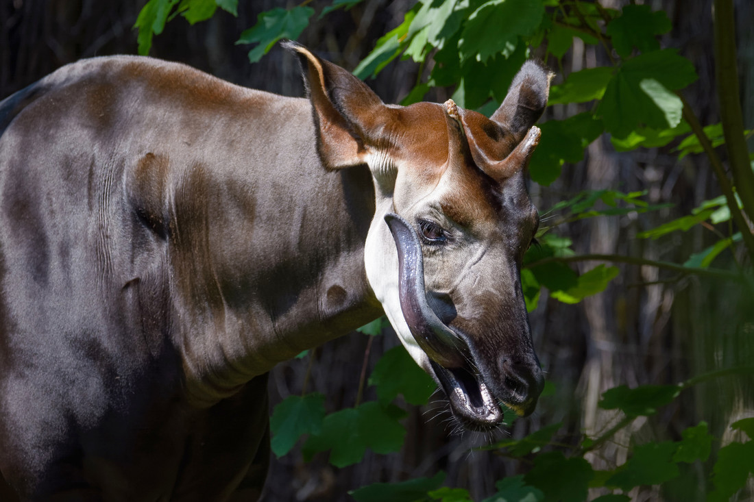 Okapi’s kunnen met hun tong bijna hun hele hoofd schoonlikken!