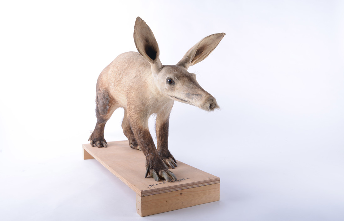 Een aardvarken in de collectie van Naturalis
