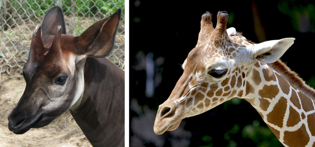 Okapi-mannetjes en giraffen hebben allebei ossiconen op hun hoofd. Deze blijven met huid bedekt, behalve de topjes die soms slijten.