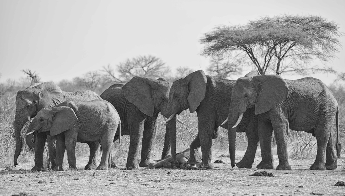 Rouwende olifanten
