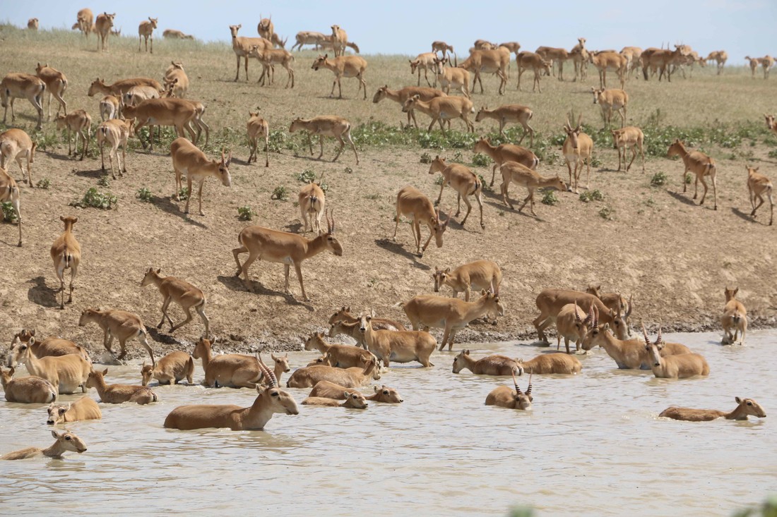  Een grote groep saiga-antilopen