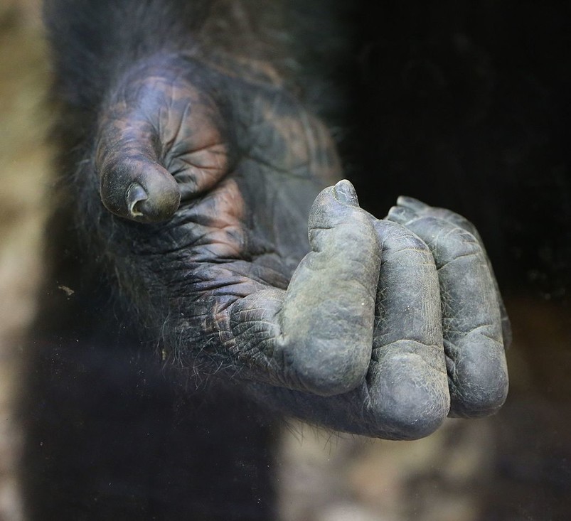 De hand van een chimpansee. Chimpansees hebben kortere duimen dan mensen.