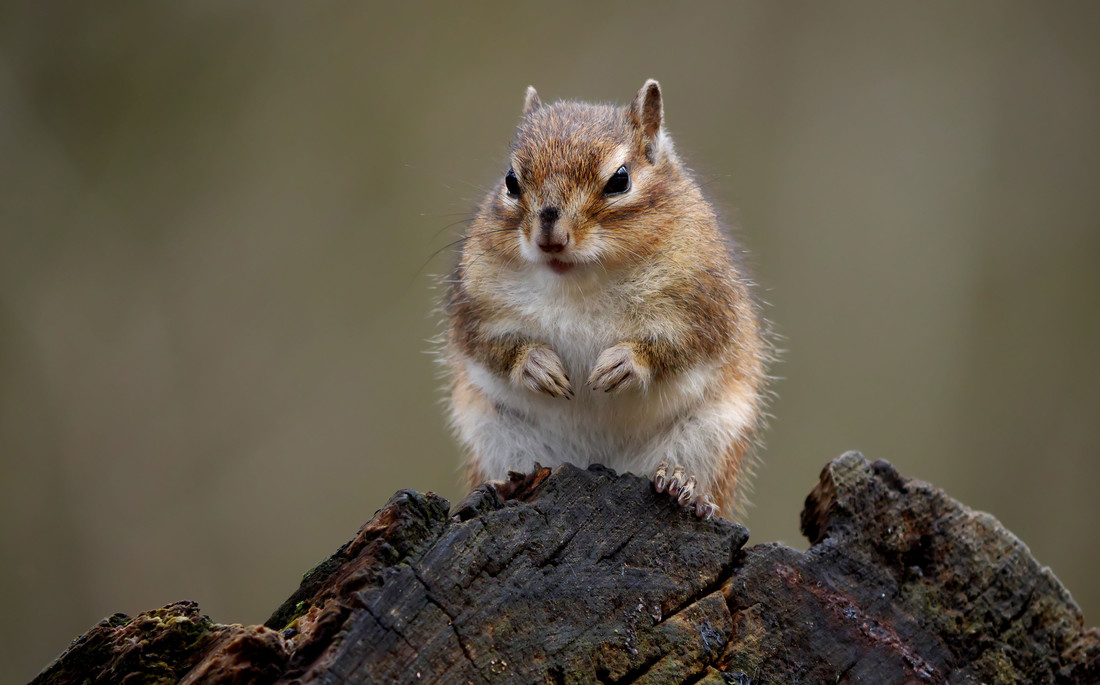 De Siberische grondeekhoorn verstopt zijn nootjes op verschillende plekken in de grond. Zo heeft hij ook genoeg als één van zijn verstopplekken wordt ontdekt.