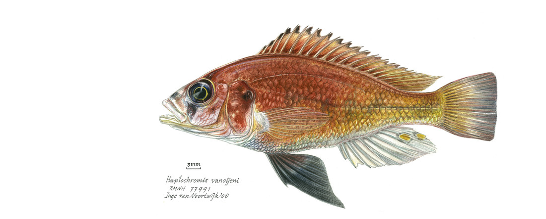 Haplochromis vanoijeni holotype Naturalis