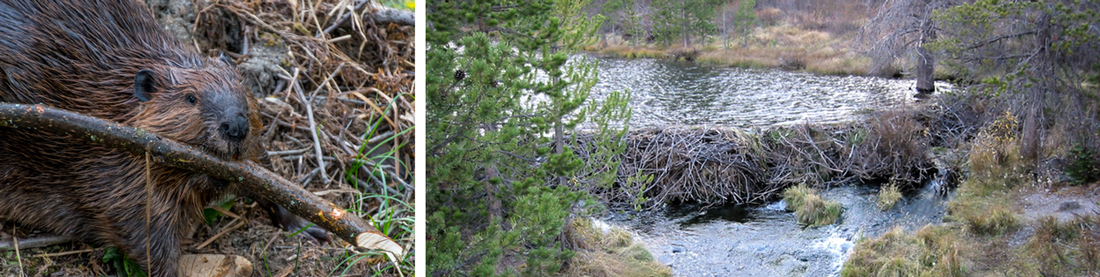 Links een Amerikaanse bever, rechts een dam gemaakt door Amerikaanse bevers