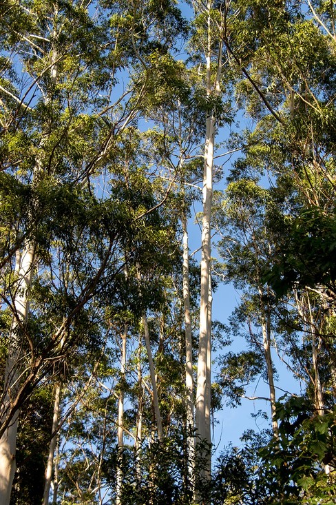 Eucalyptusbomen