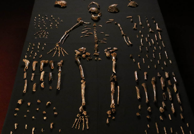 Een deel van de gevonden botten in Zuid-Afrika.