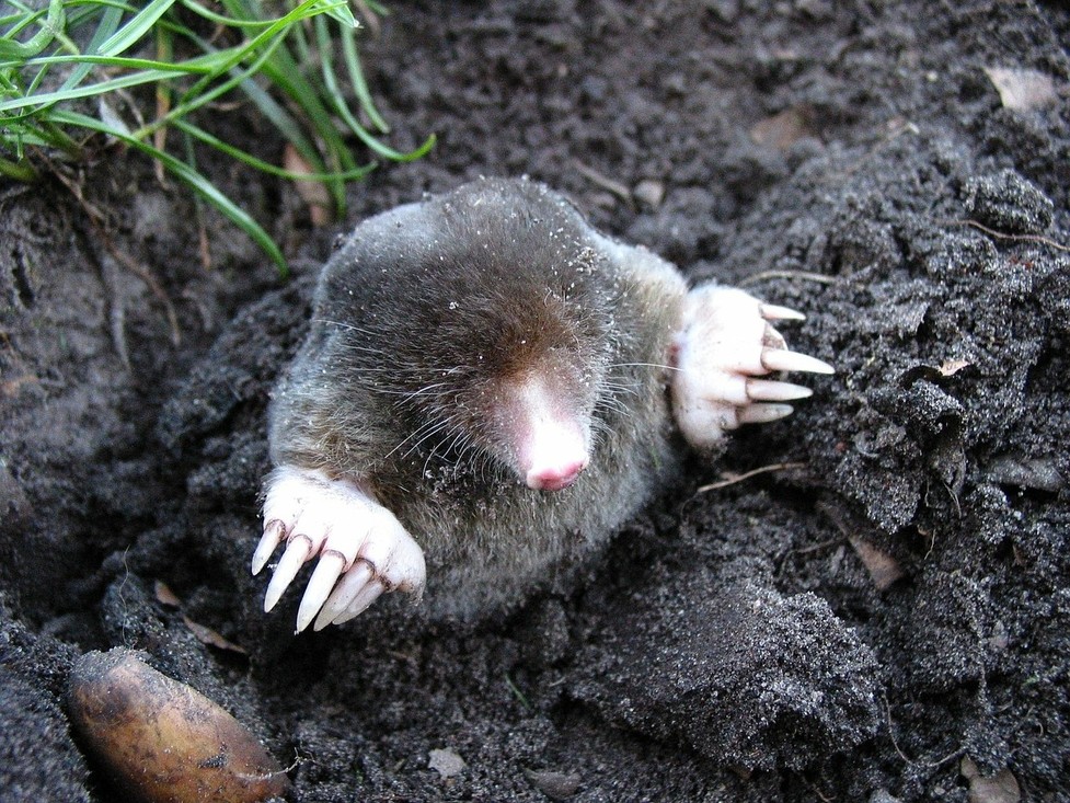 Een gewone mol uit Europa met nauwelijks werkende ogen, een goede neus en handjes om mee te graven. 
