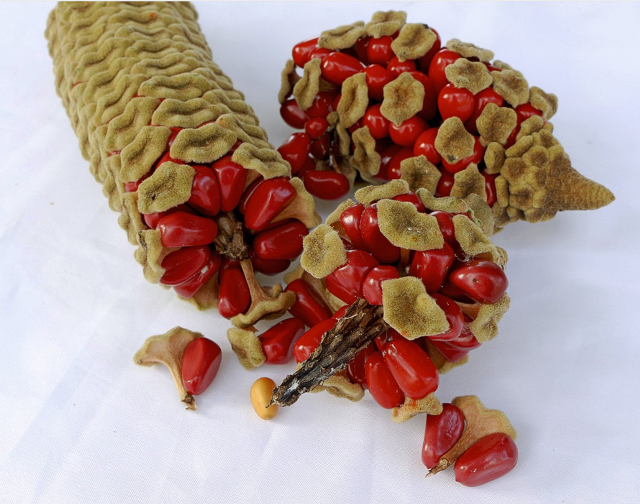 Vrouwelijke kegel van Zamia pumila met volgroeide vruchten