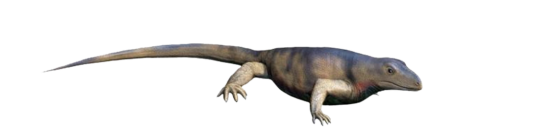 Dit hagedisachtige dier leefde zo’n 300 miljoen jaar geleden. Hoewel het meer op een reptiel lijkt, hoort het bij de groep dieren die zich tot de zoogdieren ontwikkelden..