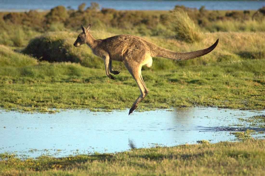 Ook de kangoeroe weet met zijn elastische pezen en sterke spieren aan één stuk door te springen.