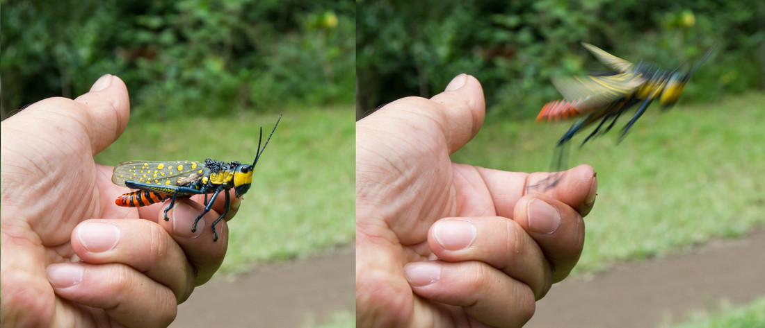 Hoe springen insecten?