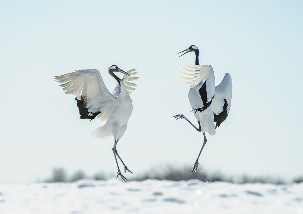 Wanneer kraanvogels dansen, maken ze vaak hoge sprongen.