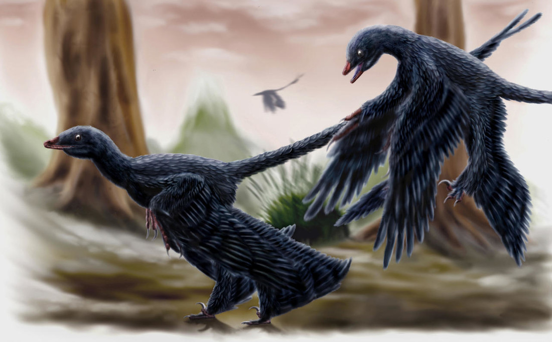 Microraptor leek op een vogel met vier vleugels en een lange staart. 