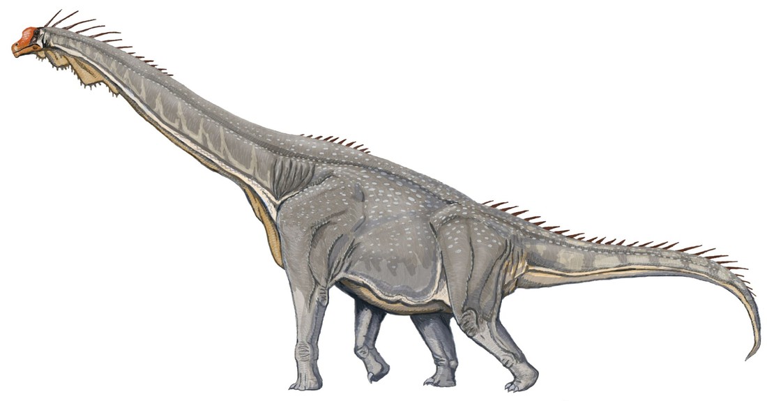 De Brachiosaurus is een bekende sauropode.