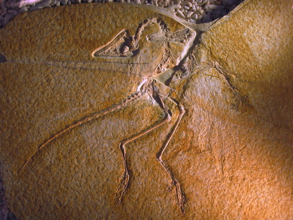 Archaeopteryx fossiel