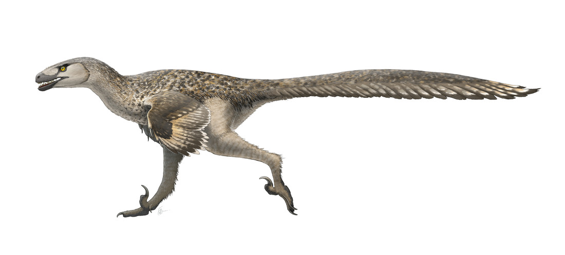 Deze vleesetende Dromaeosaurus kon niet vliegen, maar had wel veren en zelfs primitieve vleugels.
