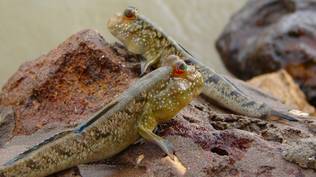 Gambian mudskippers