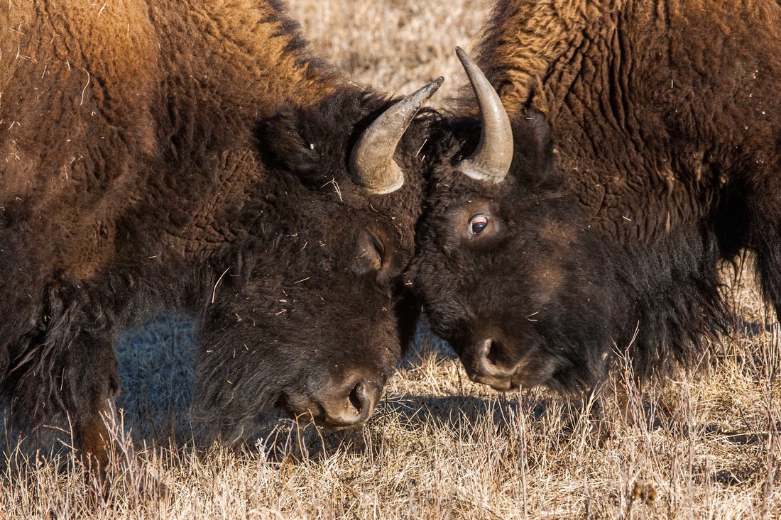 Vechtende Amerikaanse bizons.