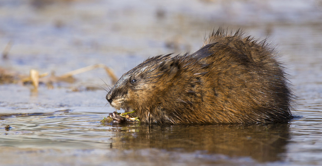 Muskusrat