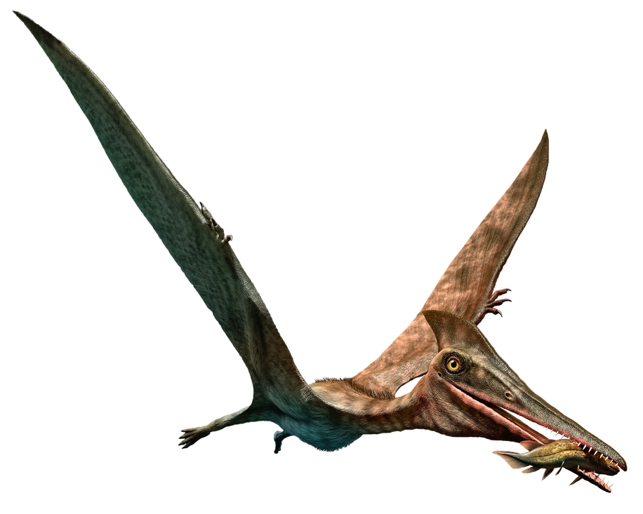 Een pterodactylus met een zojuist gevangen vis