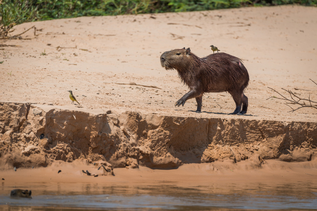 Een capibara met zijn vrienden