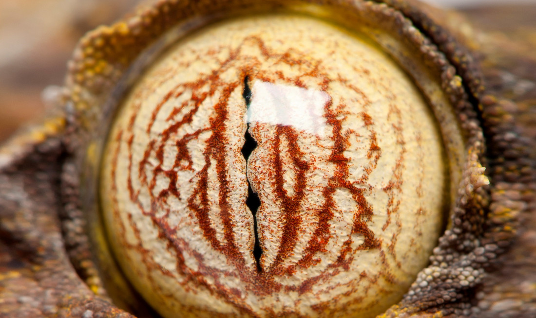 De pupil van een gekko als hij volledig is. Je ziet meerdere “openingen”. 