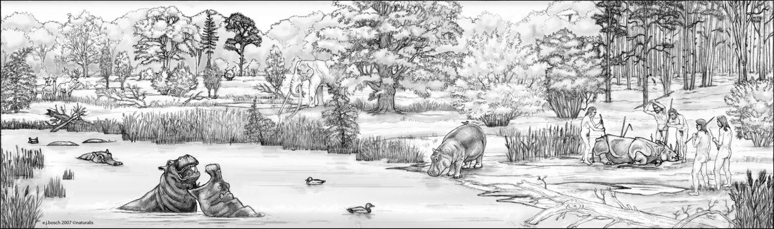 Nijlpaarden in de Rijn 