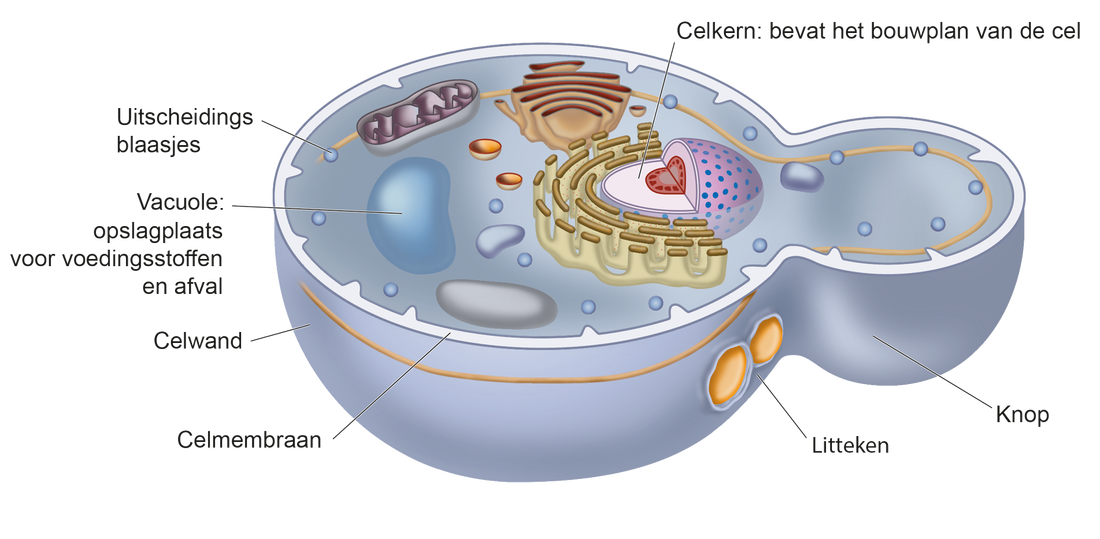 Tekening van een delende gistcel. Aan de celwand om het celmembraan heen zie je dat het een schimmelcel is.
