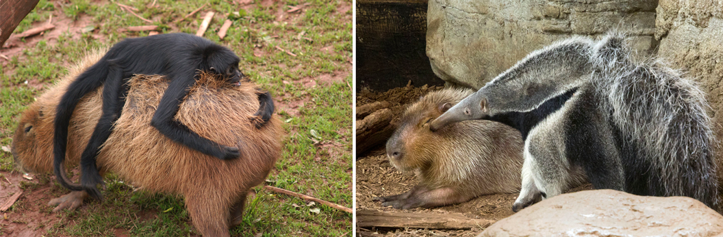 Capibara’s in dierentuinen laten van alles over zich heenkomen.