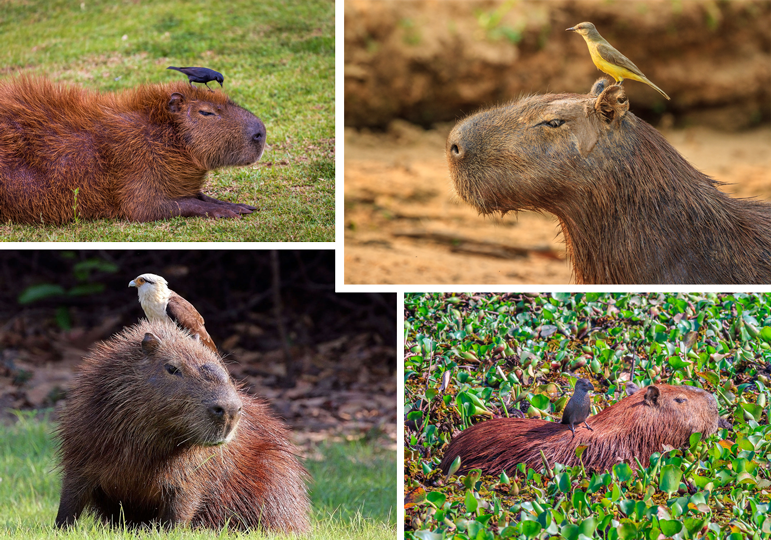 Vier verschillende vogelsoorten bovenop capibara’s