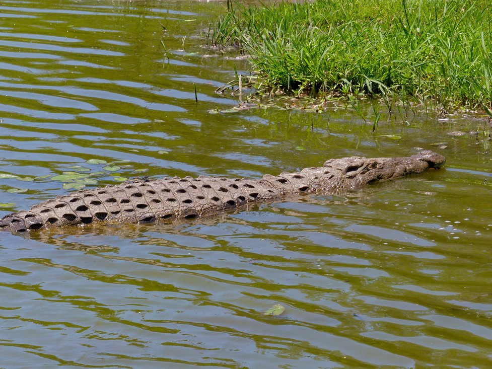 Zou jij deze krokodil herkennen die stilletjes in het water ligt?