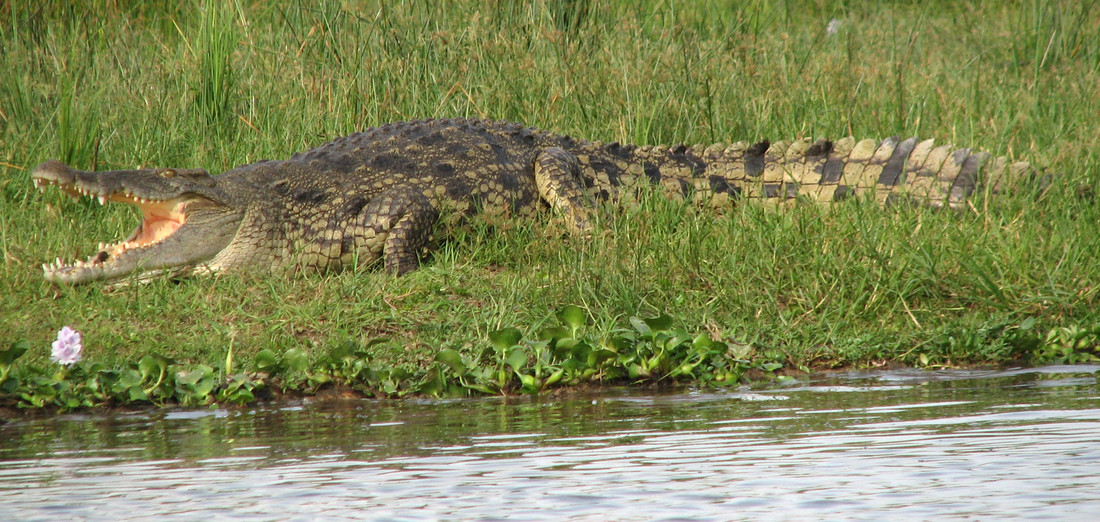 Deze krokodil is aan het baden in de zon. Zijn bek is open om zijn hoofd koel te houden.