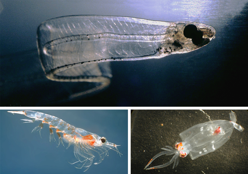 Drie doorzichtige dieren: een jonge zeepaling, een garnaal en een inktvislarve.
