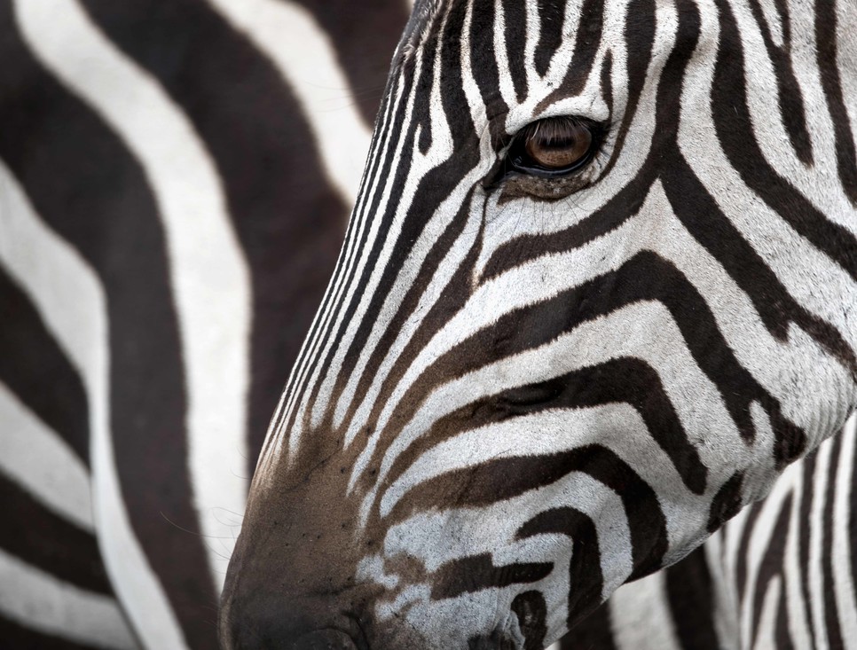 Een zebra heeft horizontale spleten als pupil. 