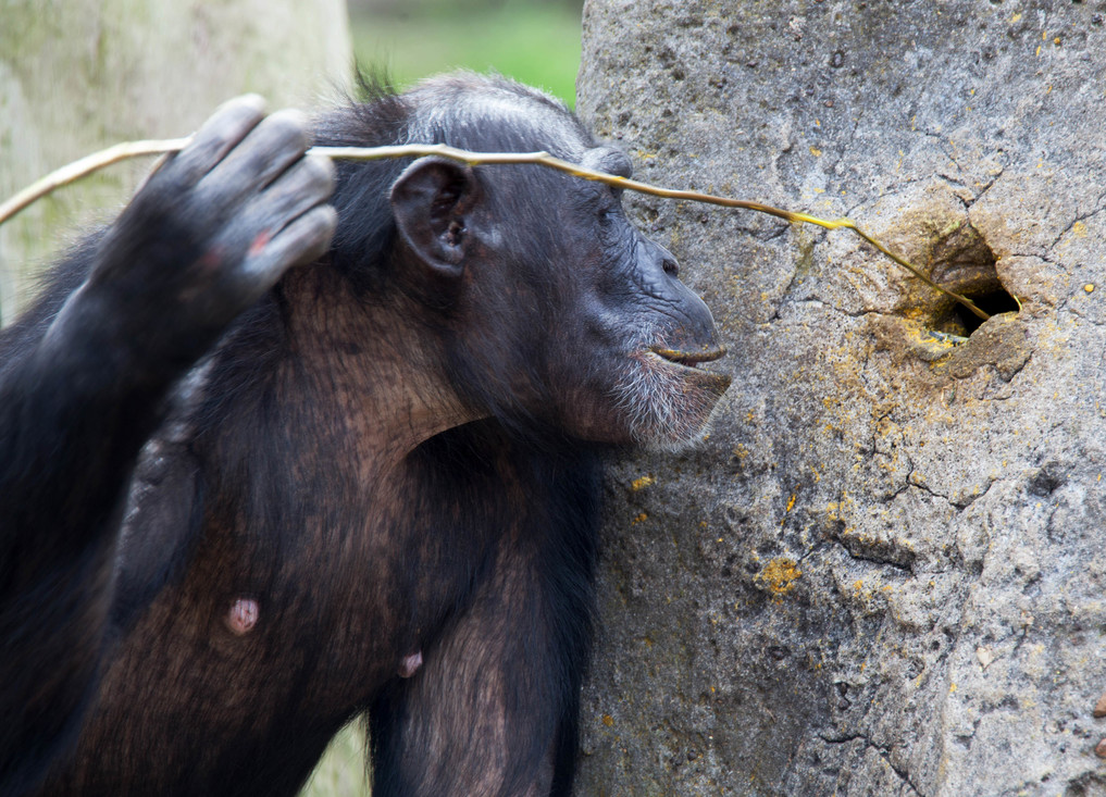 Chimpansee verzamelt mieren