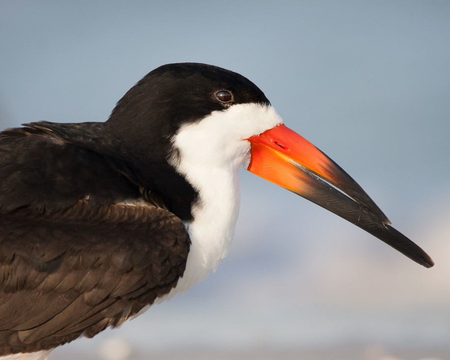 Dit is de enige vogel waarvan bekend is dat hij een verticale spleet als pupil heeft: de schaarbek. Door zijn zwarte oog is het bijna niet te zien. 