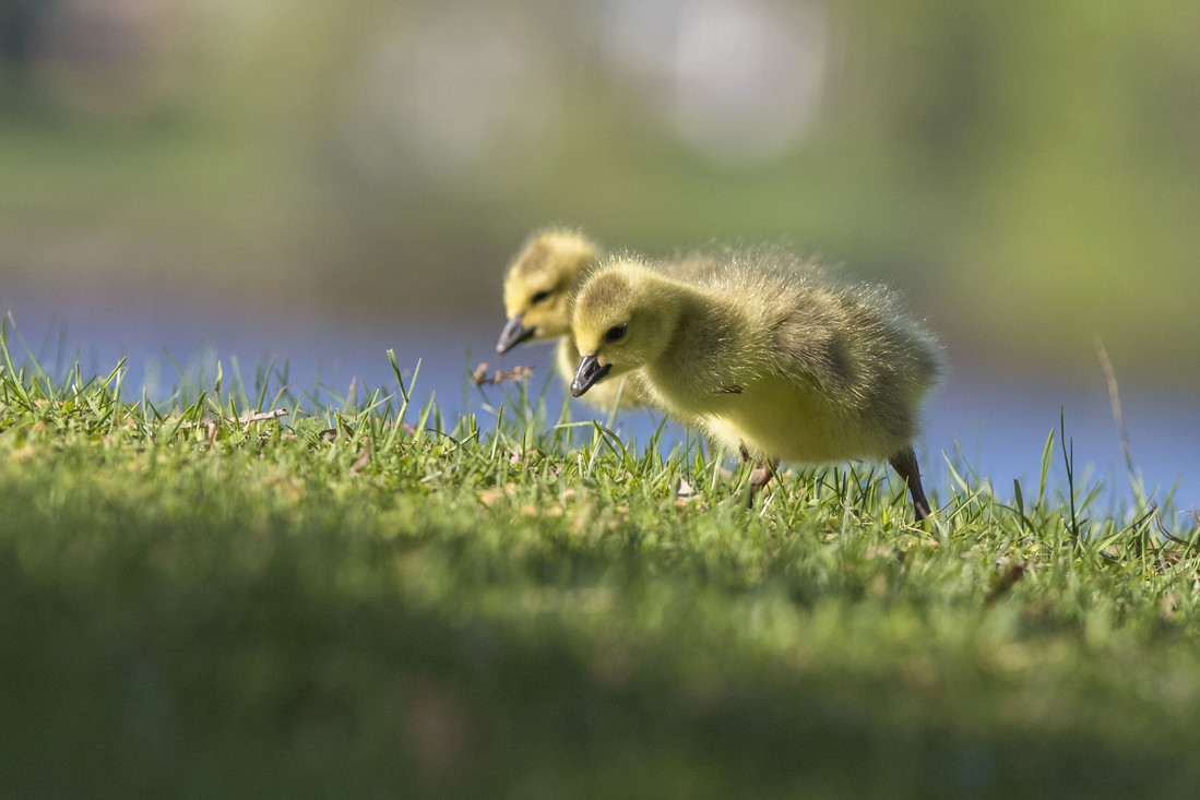 Kuikens van een Canadese gans