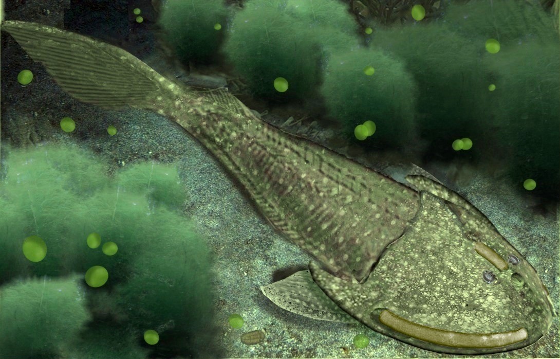 digitale reconstructie van een ostracoderm