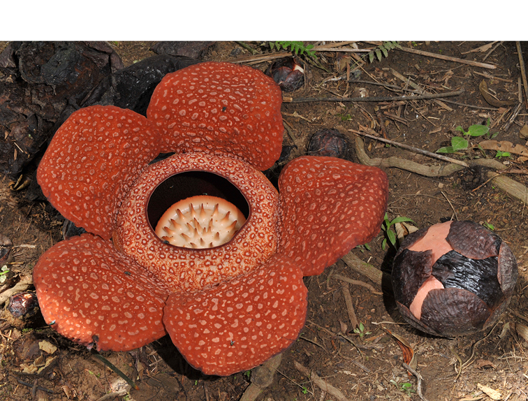 De Rafflesia groeit in Azië. Wanneer deze parasiet bloeit, verspreidt hij de geur van rottend vlees om bestuivers (vliegen) aan te trekken.